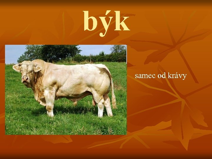 býk samec od krávy 