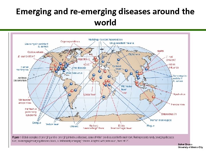Emerging and re-emerging diseases around the world Esther Orozco University of Mexico City 