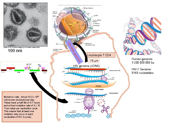 en g NA V R HI 100 nm Limphocyte T CD 4 e om