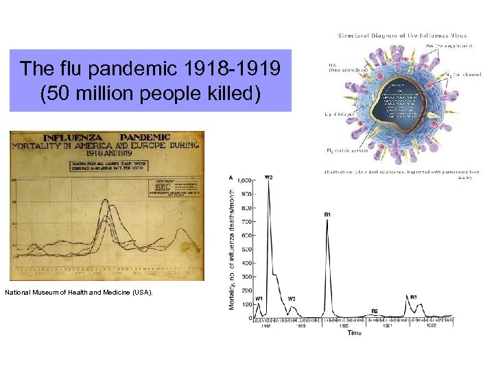The flu pandemic 1918 -1919 (50 million people killed) National Museum of Health and