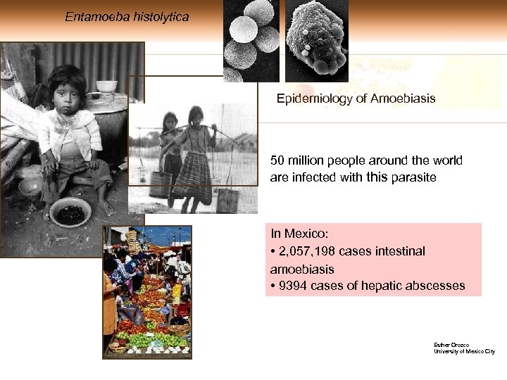 Entamoeba histolytica Epidemiology of Amoebiasis 50 million people around the world are infected with