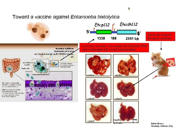 Toward a vaccine against Entamoeba histolytica Ehadh 112 Ehcp 112 - 5’ 1338 188