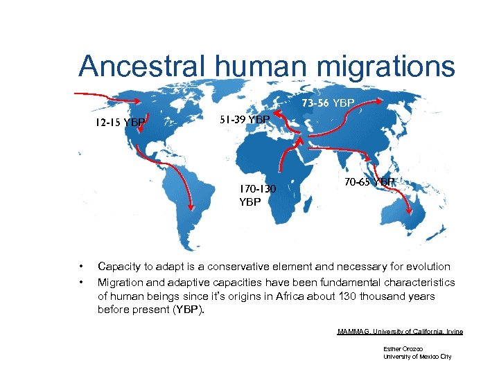 Ancestral human migrations 73 -56 YBP 12 -15 YBP 51 -39 YBP 170 -130