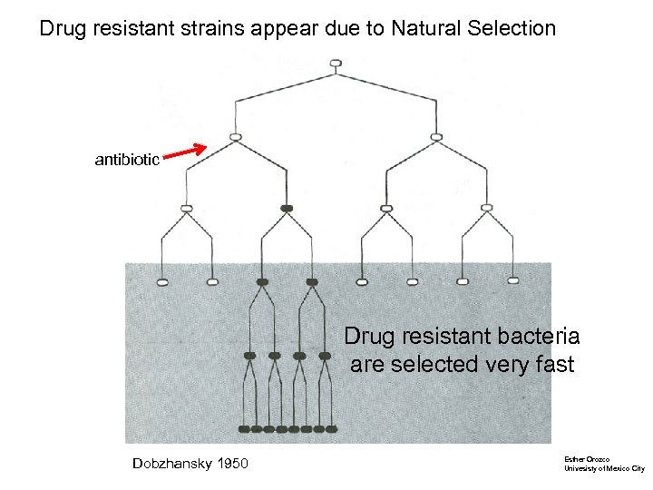 Drug resistant strains appear due to Natural Selection antibiotic Drug resistant bacteria are selected