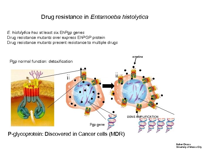 Drug resistance in Entamoeba histolytica E. histolytica has at least six Eh. Pgp genes
