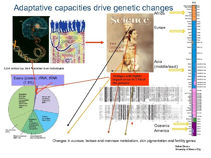 Adaptative capacities drive genetic changes Africa Europe Asia (middle/east) 3, 200 million bp: 99.