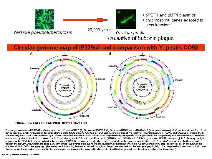  • p. PCP 1 and p. MT 1 plasmids • chromosomal genes adapted