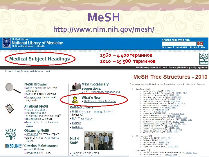 Me. SH http: //www. nlm. nih. gov/mesh/ 1960 – 4 400 терминов 2010 –