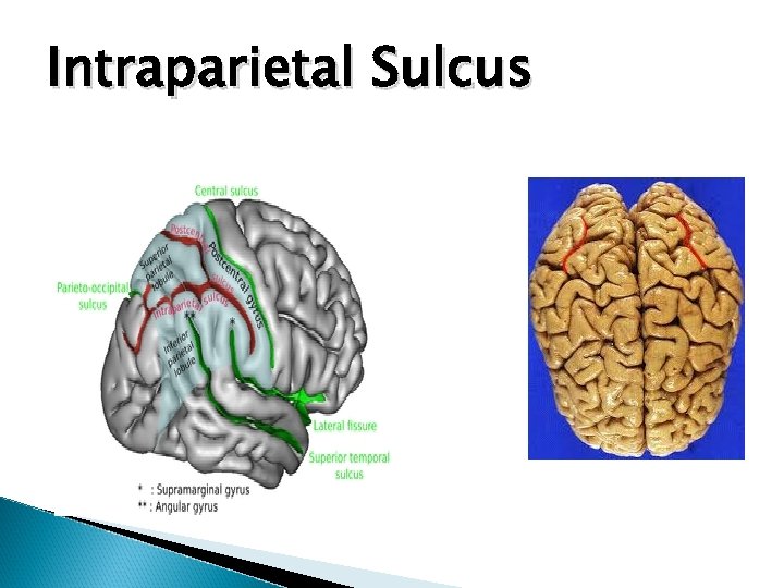 Intraparietal Sulcus 