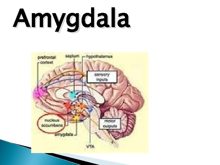 Amygdala 