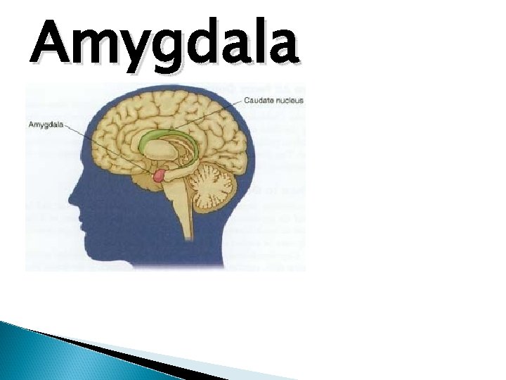 Amygdala 