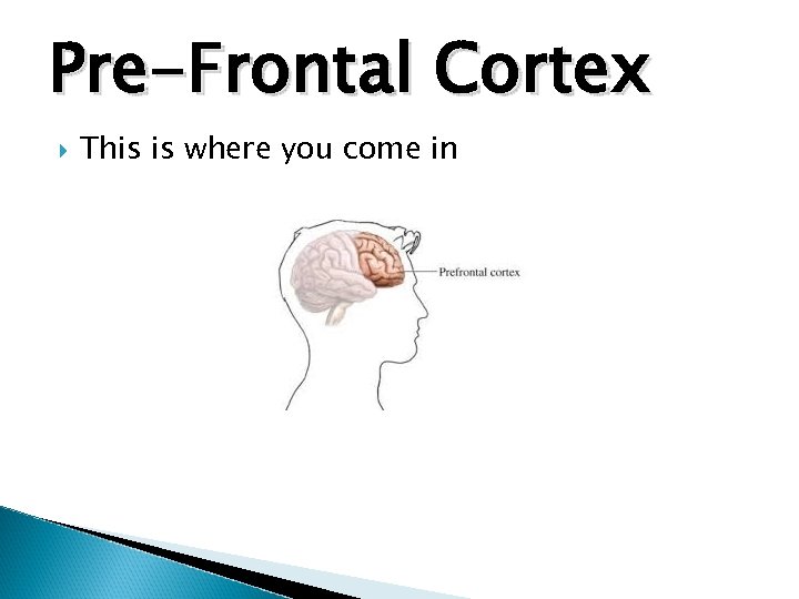 Pre-Frontal Cortex This is where you come in 