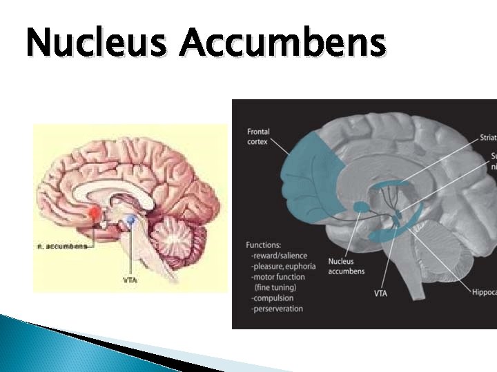 Nucleus Accumbens 