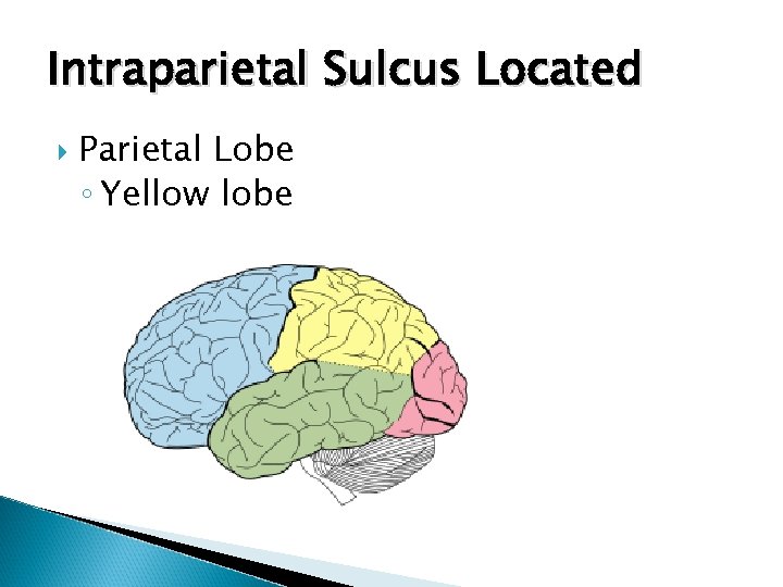 Intraparietal Sulcus Located Parietal Lobe ◦ Yellow lobe 