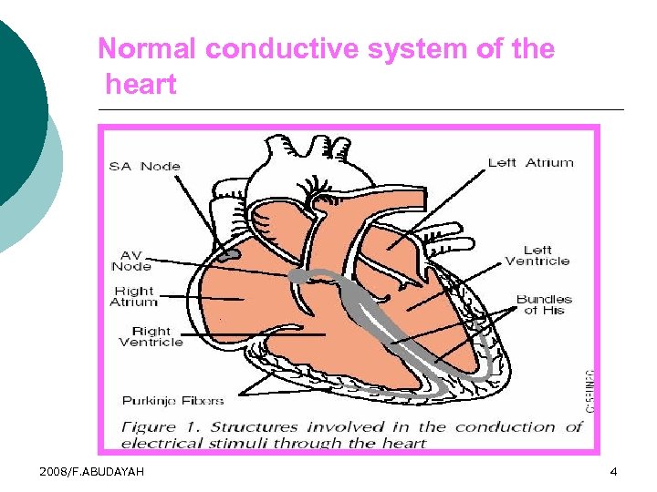 Normal conductive system of the heart 2008/F. ABUDAYAH 4 