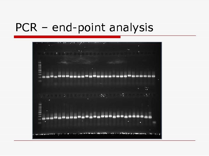 PCR – end-point analysis 