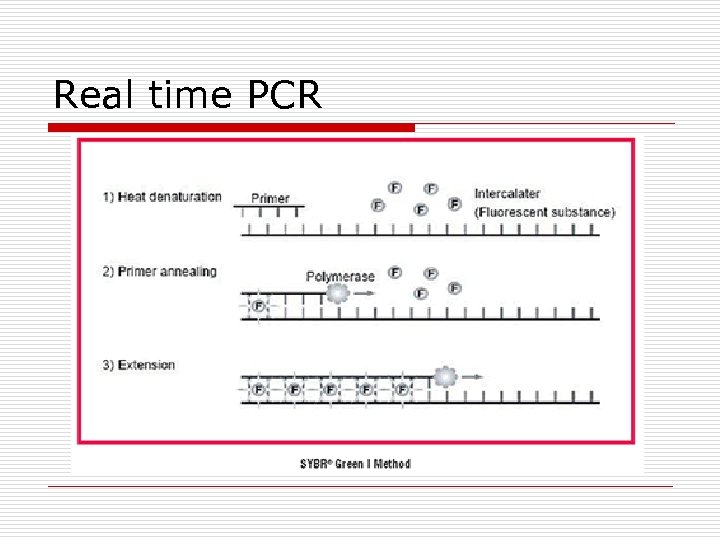 Real time PCR 