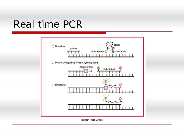 Real time PCR 