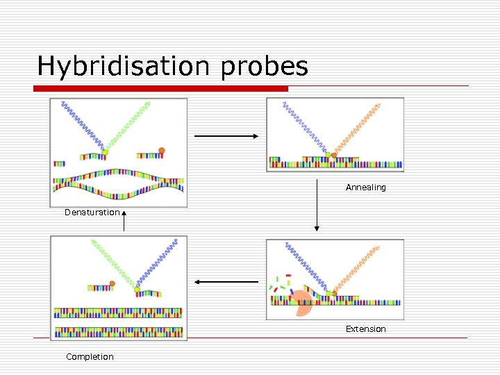 Hybridisation probes Annealing Denaturation Extension Completion 