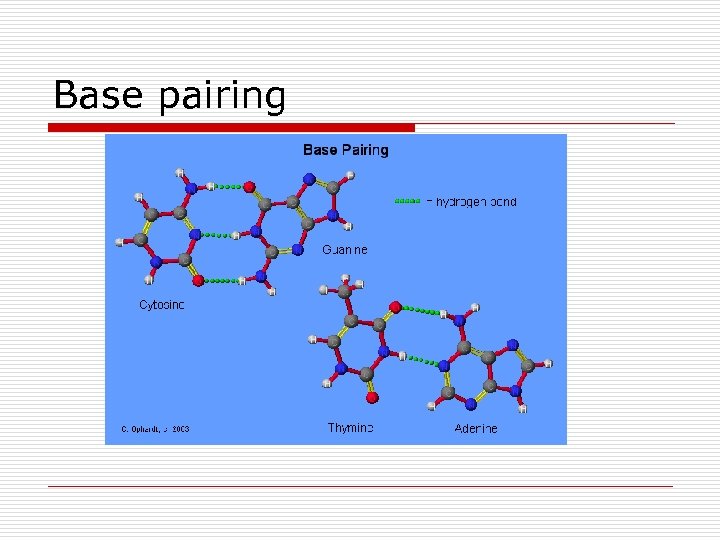 Base pairing 