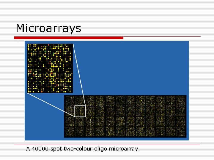 Microarrays A 40000 spot two-colour oligo microarray. 