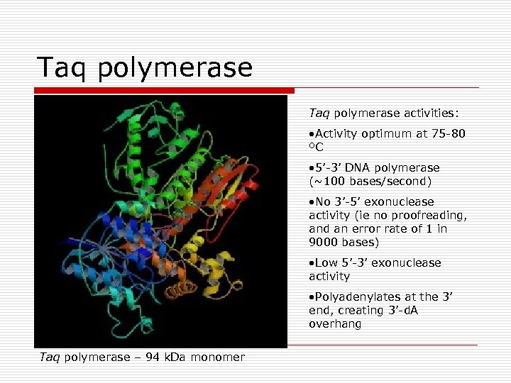 Taq polymerase activities: • Activity optimum at 75 -80 ºC • 5’-3’ DNA polymerase