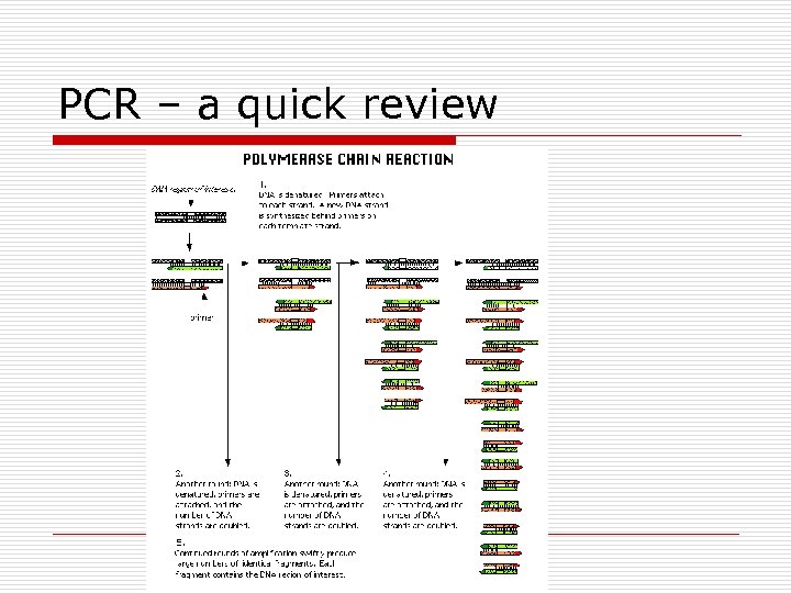 PCR – a quick review 