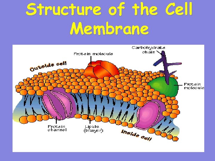 Structure of the Cell Membrane 10 