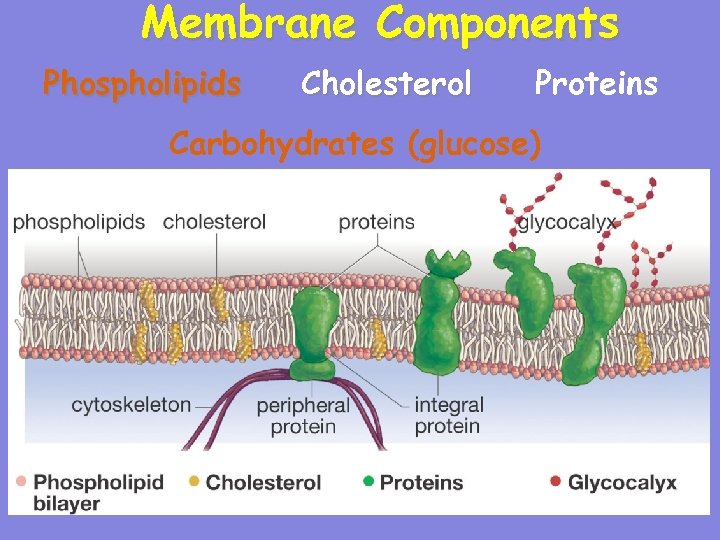 Membrane Components Phospholipids Cholesterol Proteins Carbohydrates (glucose) 11 