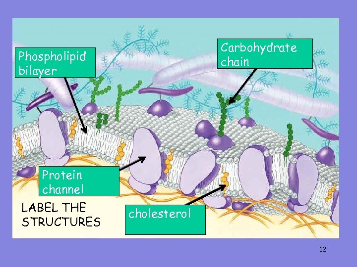 Carbohydrate chain Phospholipid bilayer Protein channel LABEL THE STRUCTURES cholesterol 12 