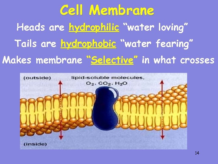 Cell Membrane Heads are hydrophilic “water loving” Tails are hydrophobic “water fearing” Makes membrane