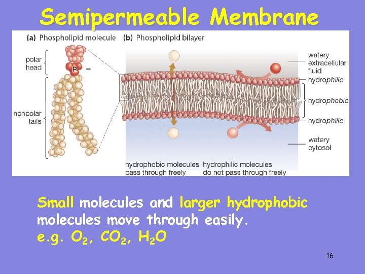 Semipermeable Membrane Small molecules and larger hydrophobic molecules move through easily. e. g. O