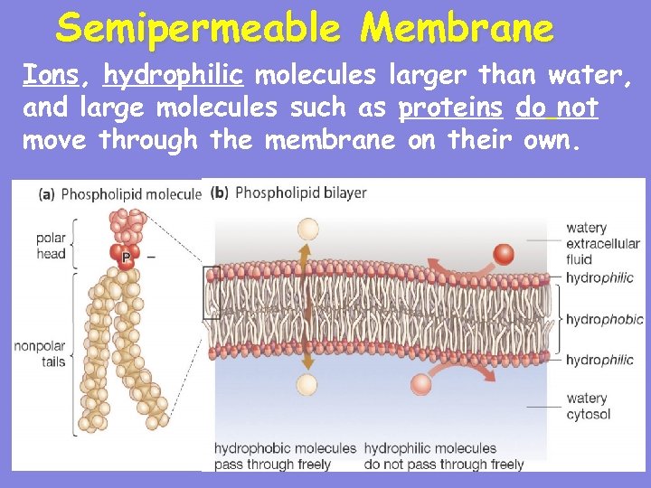 Semipermeable Membrane Ions, hydrophilic molecules larger than water, and large molecules such as proteins