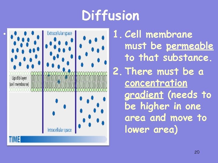 Diffusion • Two things need to happen in a cell in order for diffusion