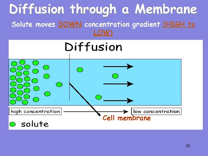 Diffusion through a Membrane Solute moves DOWN concentration gradient (HIGH to LOW) Cell membrane