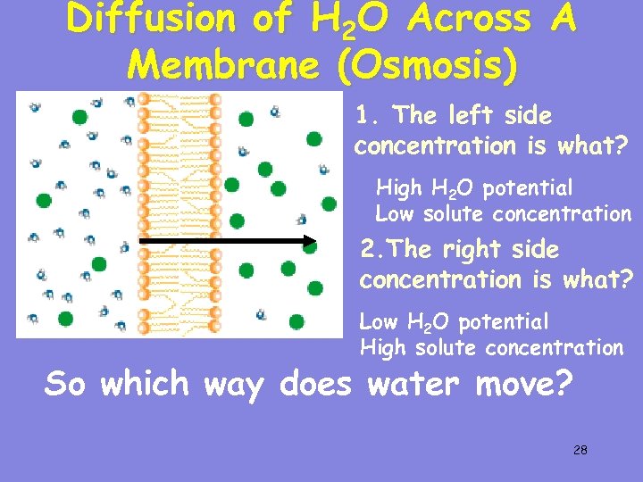 Diffusion of H 2 O Across A Membrane (Osmosis) 1. The left side concentration