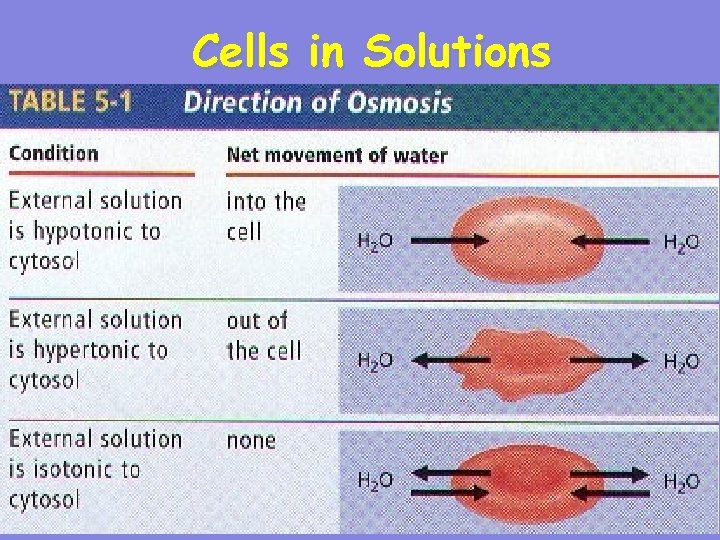 Cells in Solutions 33 