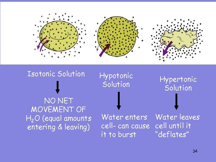 Isotonic Solution NO NET MOVEMENT OF H 2 O (equal amounts entering & leaving)