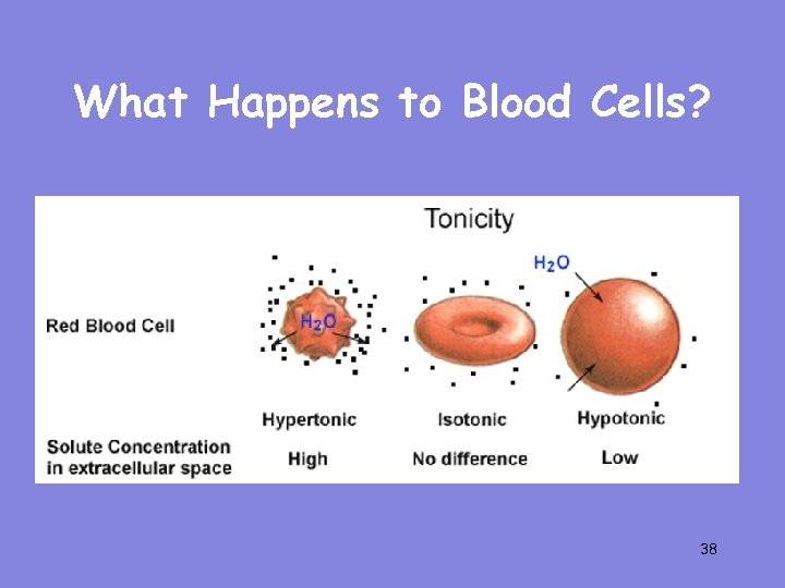 What Happens to Blood Cells? 38 