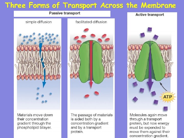 Three Forms of Transport Across the Membrane 43 