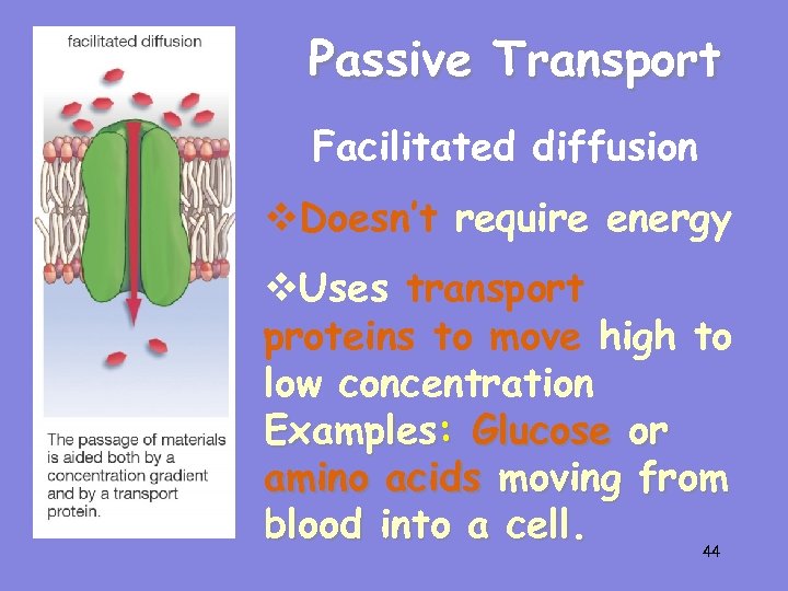 Passive Transport Facilitated diffusion v. Doesn’t require energy v. Uses transport proteins to move