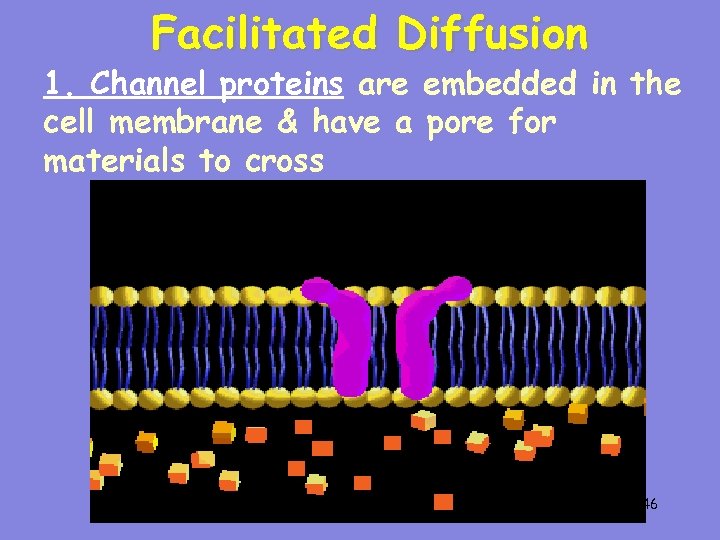 Facilitated Diffusion 1. Channel proteins are embedded in the cell membrane & have a