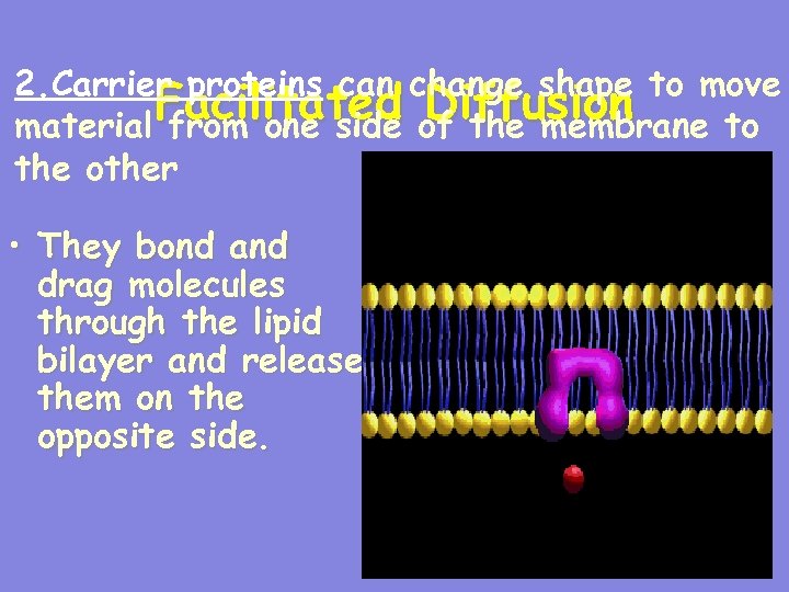 2. Carrier proteins can change shape to move Facilitated of the membrane to Diffusion