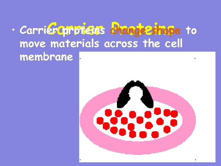  • Carrier proteins change shape to Carrier Proteins move materials across the cell
