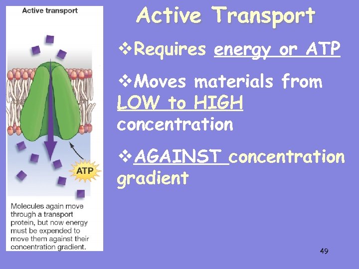 Active Transport v. Requires energy or ATP v. Moves materials from LOW to HIGH