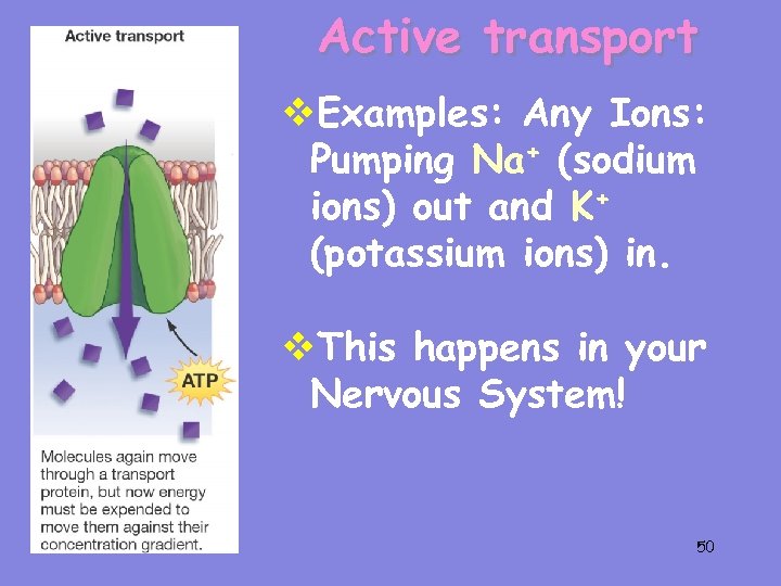 Active transport v. Examples: Any Ions: Pumping Na+ (sodium ions) out and K+ (potassium