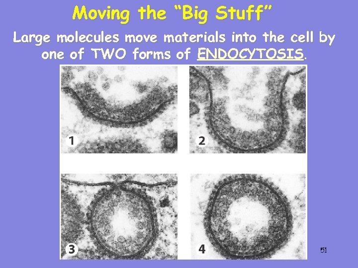Moving the “Big Stuff” Large molecules move materials into the cell by one of