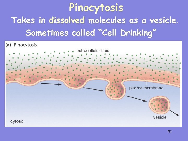 Pinocytosis Takes in dissolved molecules as a vesicle. Sometimes called “Cell Drinking” 52 