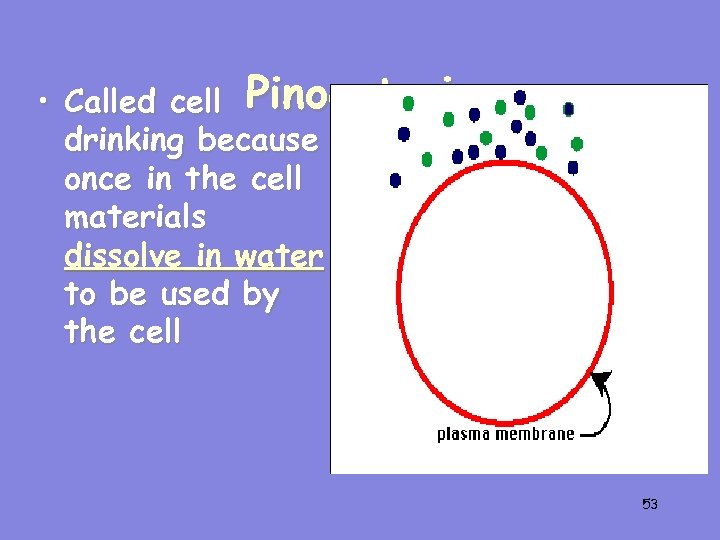  • Called cell Pinocytosis drinking because once in the cell materials dissolve in
