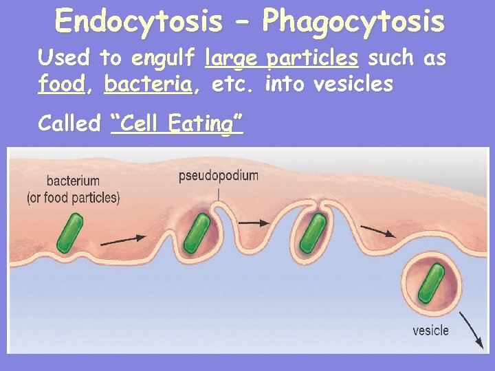 Endocytosis – Phagocytosis Used to engulf large particles such as food, bacteria, etc. into